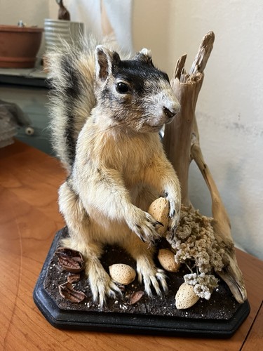 Vintage fox squirrel - fox, taxidermy