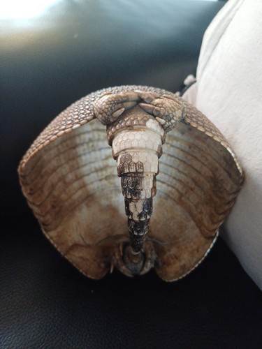 Genuine armadillo shell - genuine,