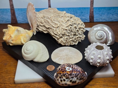 Vtg lot seashells urchin - 9,