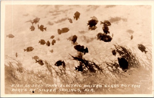 Rppc fish seen - rppc, through