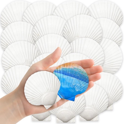 32pcs natural scallop - natural,