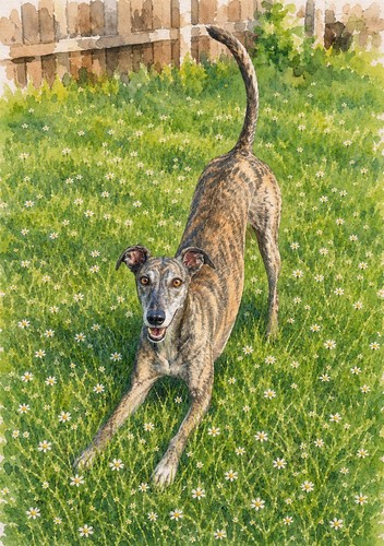 Greyhound lurcher - greyhound, ,