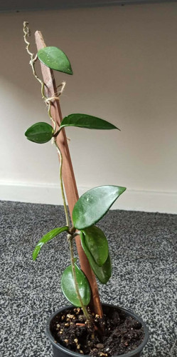 Hoya carnosa wax - hoya,