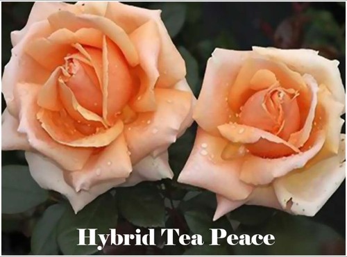 Fragrant climbing bush - climbing,