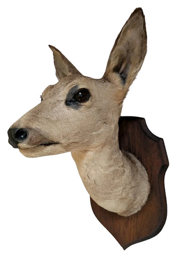 Vintage roe deer taxidermy - roe,