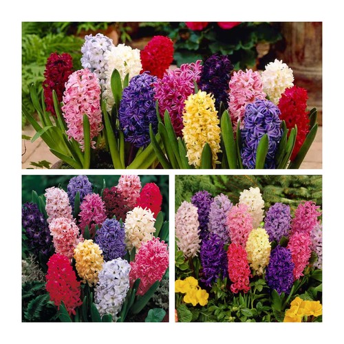 Mixed hyacinth flower bulbs - mixed,