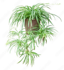 Spider Plant 3 x babies with