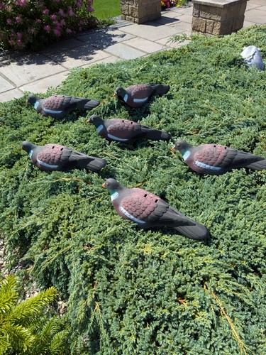 Shell pigeon decoys for - shell,