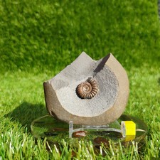 Promicroceras ammonite fossil Dorset Jurassic coast