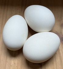 3 Goose Eggs / Geese Eggs