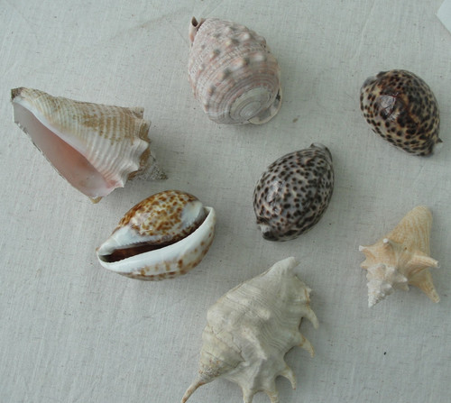 Vintage large natural sea - vintage,
