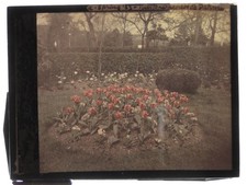 Tulips In Garden 1922