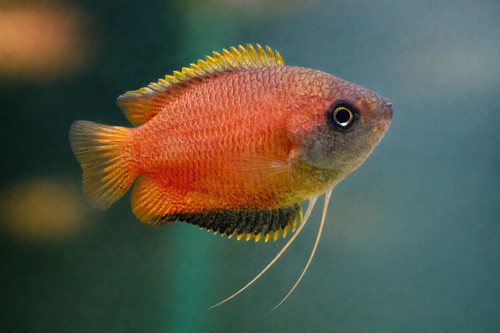 Dwarf honey gourami - honey, live