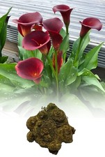 1-10 ZANTEDESCHIA MAJESTIC RED CALLA (ARUM) LILY BULBS SIZE 22/- SUMMER FLOWER