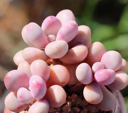 10x graptopetalum amethystinum - 10x,