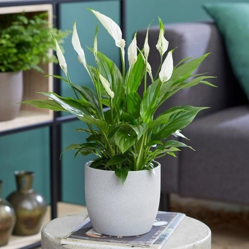 Spathiphyllum peace lily - spathiphyllum,