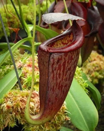 Nepenthes glandulifera - glandulifera, x