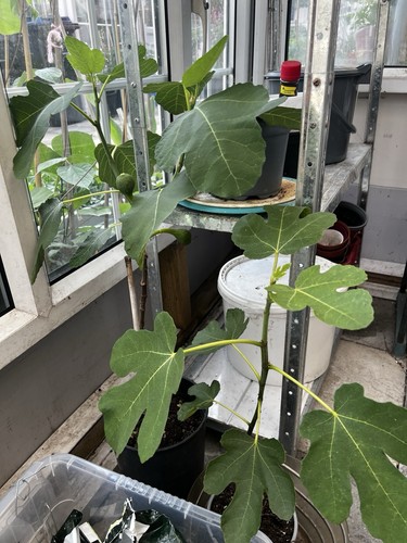 Ficus fig tree - fig, potted