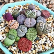 Lithops Mixed Seeds x 50 Succulent Seeds Living Stones Seeds 50 Varieties UK