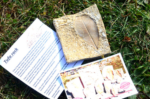 Amazing rare fossil - #45,