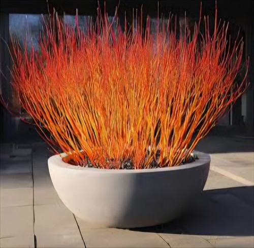 Litre pot cornus sanguinea - pot.,