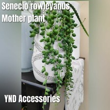 2 Senecio rowleyanus string of