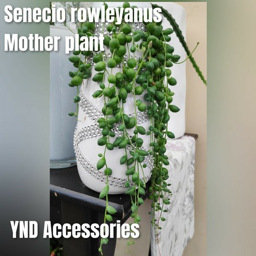 Senecio rowleyanus string of - 2,