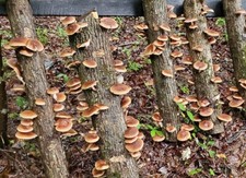 Shiitake Mushroom spawn dowels