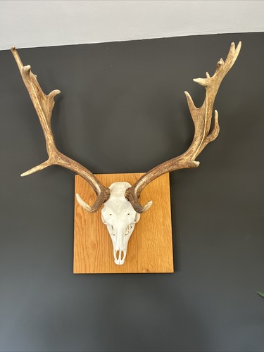 Wild fallow deer - wild, antlers
