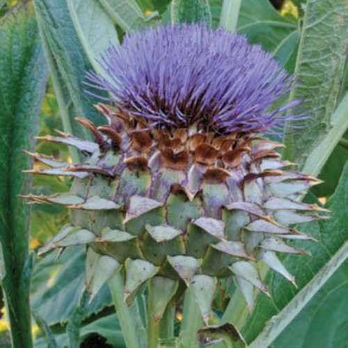 Cardoon cynara cardunculus - cardoon,