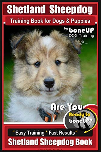 Shetland sheepdog training - shetland,