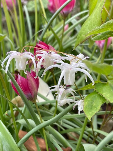 Epimedium grandiflorum white - epimedium,