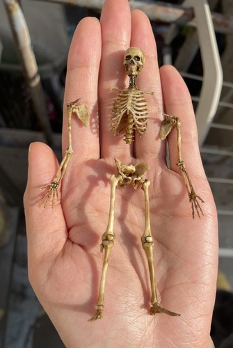 Skeleton model - skeleton,