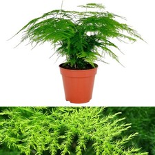 Asparagus Plumosus House Plant in a 12cm Pot - Asparagus Fern Plant