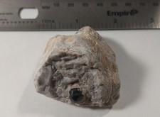 Apache Tear Obsidian embedded