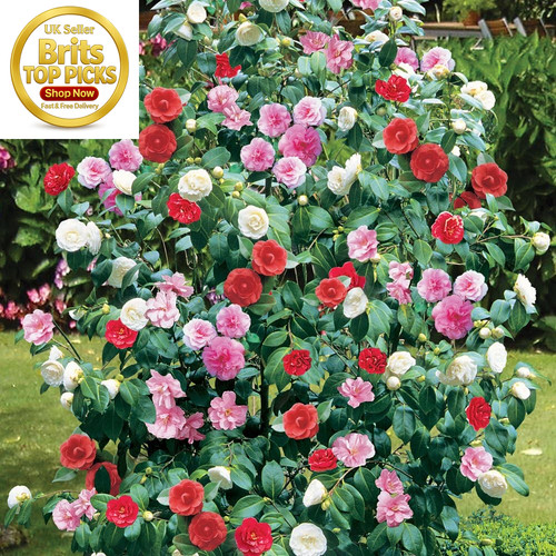 Camellia tricolour red - x,