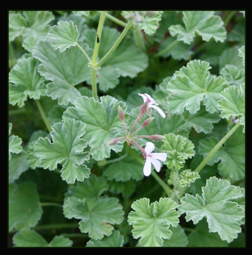 Scented pelargonium geranium - scented,