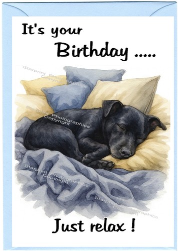 Patterdale terrier dog x - terrier, (4"x