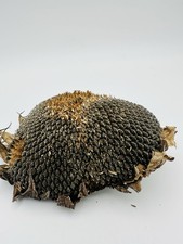 Sunflower Head With Seeds Hamster, Rat, Gerbil, Mouse, Bird Spray 80-100g