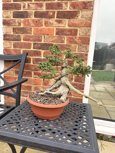 Juniper tanuki bonsai - tanuki, –