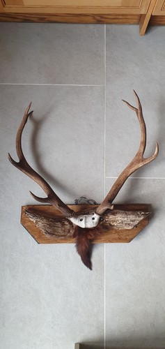 Vintage deer antlers mounted - vintage,