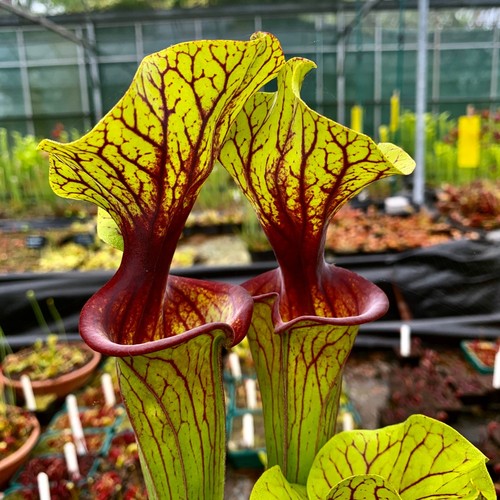 Carnivorous sarracenia flava - sarracenia,