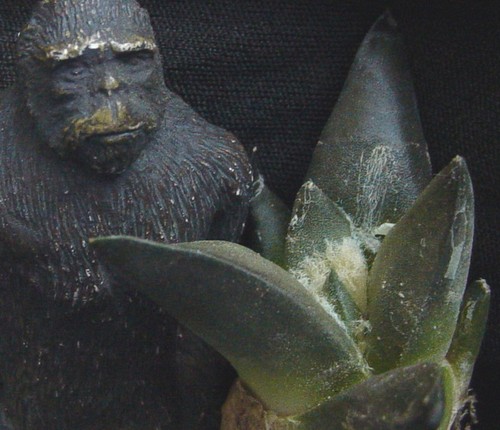 Ariocarpus retusus confusus