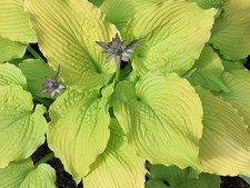 Hosta Dancing Queen  ( Pot