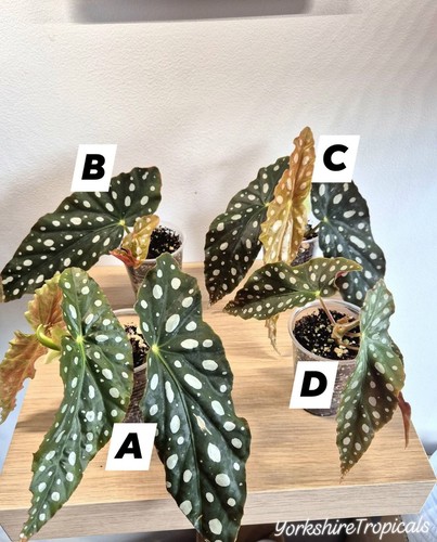 Begonia maculata pups - begonia,