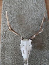 Fallow buck - fallow,