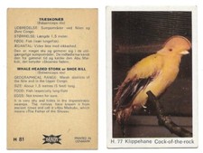 Dandy Gum - Wild Animals Cards