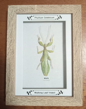 Framed Real Insects Walking Leaf Insect Male In Wooden Frame /Taxidermy/Insect/