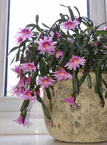 Hatiora rosea miniature easter - hatiora,