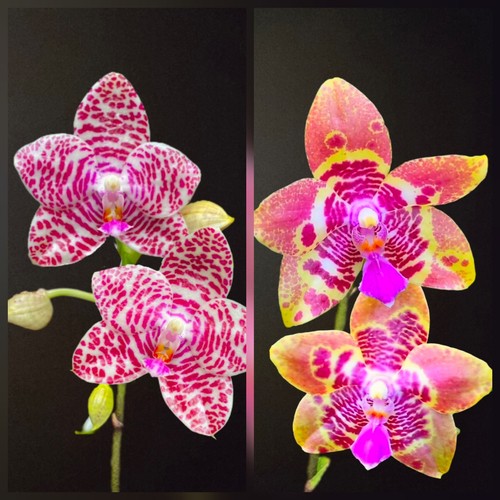 Rare phalaenopsis cross joy - phalaenopsis,